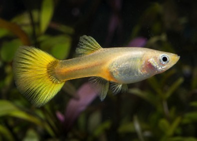 Guppy femelle select gold tuxedo