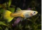 Guppy femelle select gold tuxedo