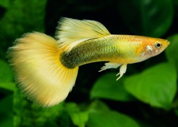 Guppy mâle select gold tuxedo