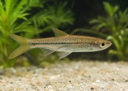 Rasbora argent