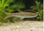 Rasbora argent