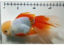 Japonais sur photo 23 (17cm)