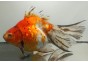 Japonais sur photo 51 (18cm)