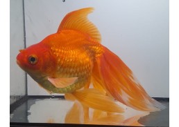 Japonais sur photo 53 (16cm)