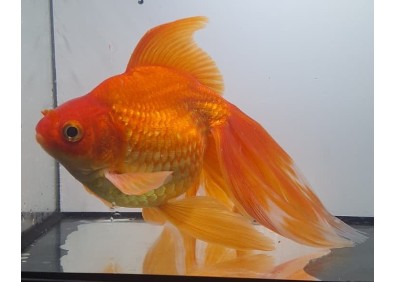 Japonais sur photo 53 (16cm)