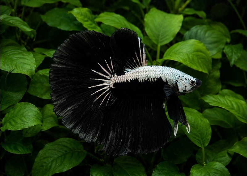 Betta HM select mâle samourai