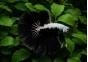 Betta HM select mâle samourai