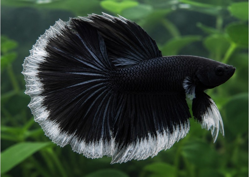 Betta HM select mâle butterfly black