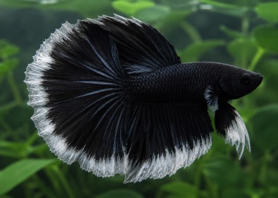 Betta HM select mâle butterfly black
