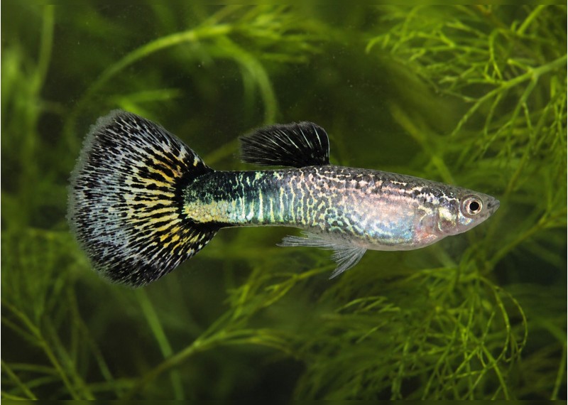 Guppy mâle premium Eur. mosaic vert