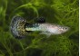Guppy mâle premium Eur. mosaic vert