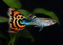 Guppy mâle premium Eur....