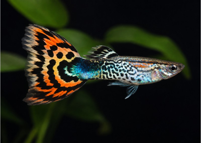 Guppy mâle premium Eur. tiger néon