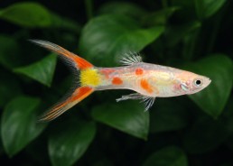 Guppy mâle lyre silver red...