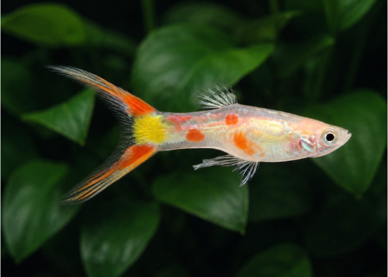 Guppy mâle lyre silver red spot