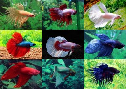 Betta mâle...