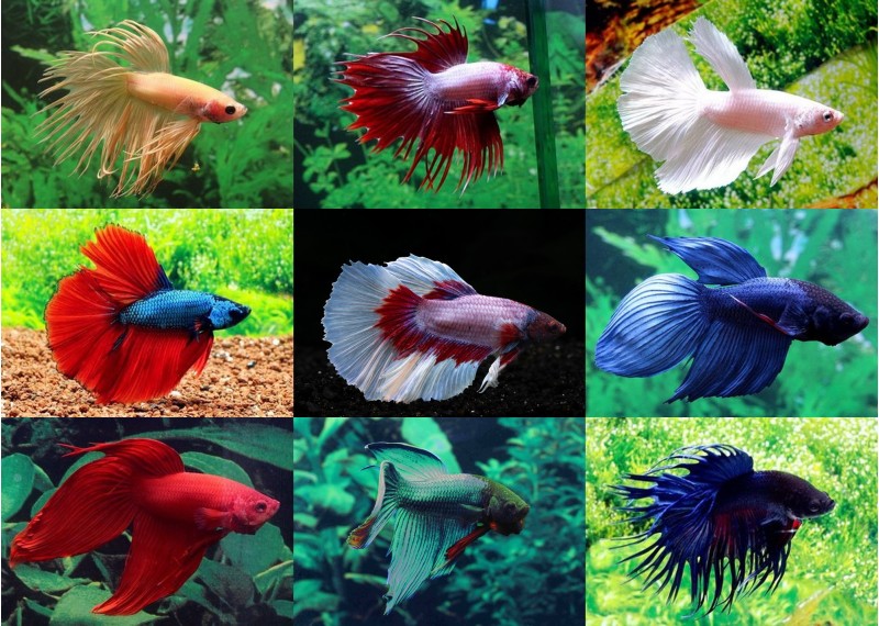 Betta mâle classique-crowntail-halfmoon