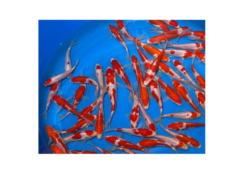 Tosai Doitsu Kohaku SHINODA 15-18 cm