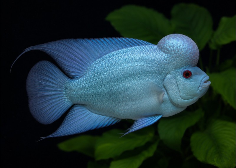 Flowerhorn Thaï silk blue