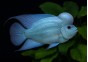 Flowerhorn Thaï silk blue