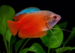 Colisa lalia rouge (mâle)