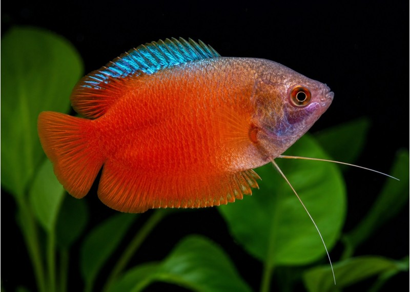 Colisa lalia rouge (mâle)