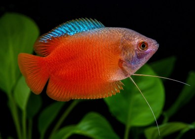 Colisa lalia rouge (mâle)