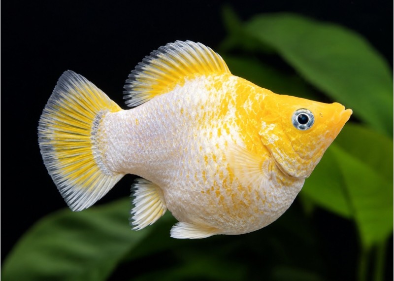 M. ballon golden lemon black eyes