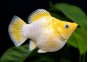 M. ballon golden lemon black eyes
