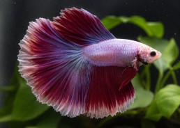Betta HM select mâle...