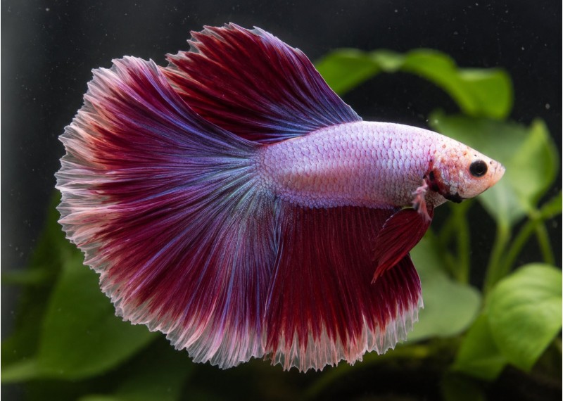 Betta HM select mâle butterfly bicolore