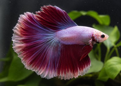 Betta HM select mâle butterfly bicolore