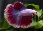 Betta HM select mâle butterfly bicolore