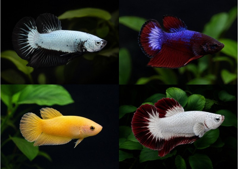Betta plakat femelle select dragon