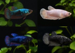 Betta HM plakat mâle assortis