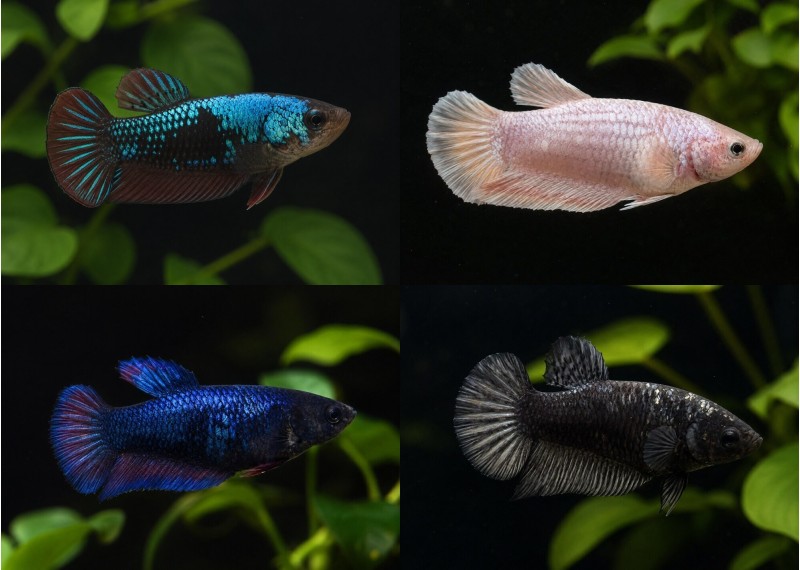 Betta HM plakat mâle assortis