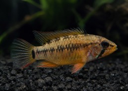 Apisto viejita (femelle)