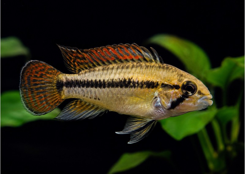 Apisto cacatuoides double rouge (femelle