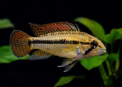 Apisto cacatuoides double rouge (femelle