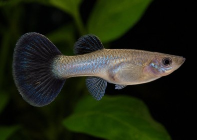 Guppy F select éléphant blue queen