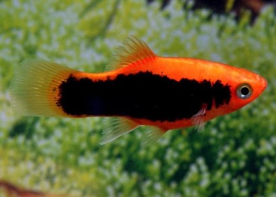 Platy tuxedo rouge