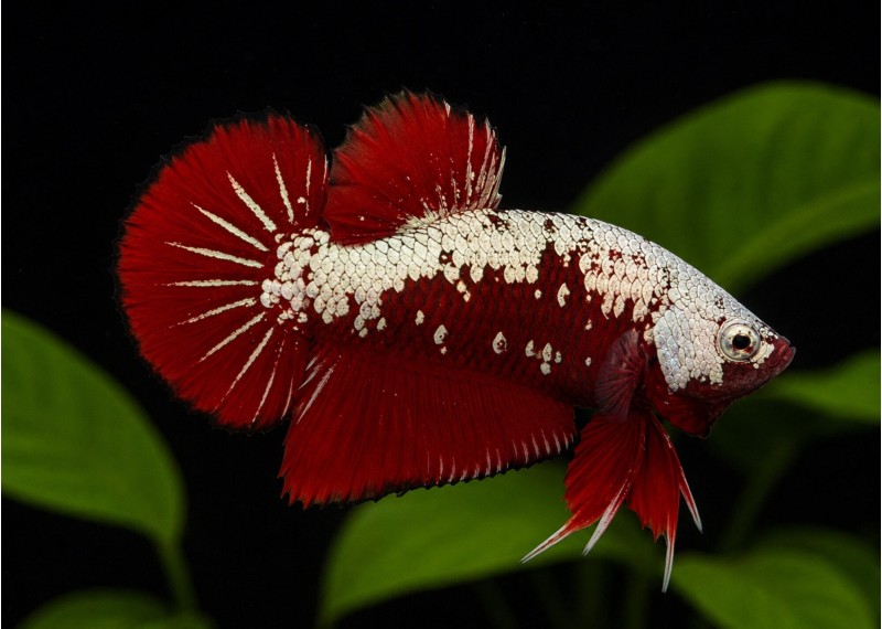 Betta plakat mâle select samourai rouge