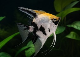 Scalaire sélect panda tête...