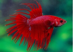 Betta crowntail mâle rouge