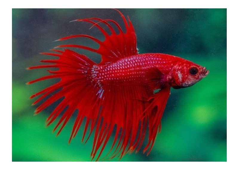 Betta crowntail mâle rouge