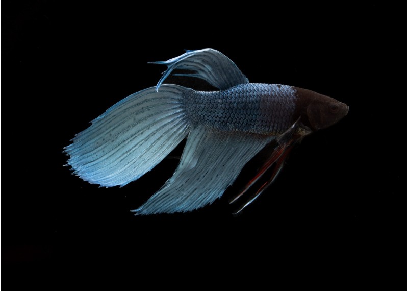 Betta mâle steel hybrid