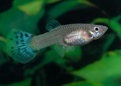 Guppy femelle premium Eur. bleu snakeski