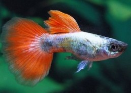 Guppy mâle select éléphant...