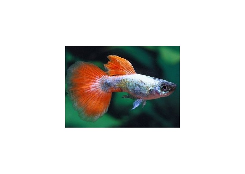 Guppy mâle select éléphant santa clau