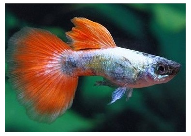 Guppy mâle select éléphant santa clau